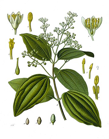 Cinnamomum verum Celon cinnamon