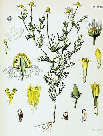 Matricaria chamomilla chamomile