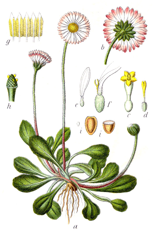 Bellis perennis L